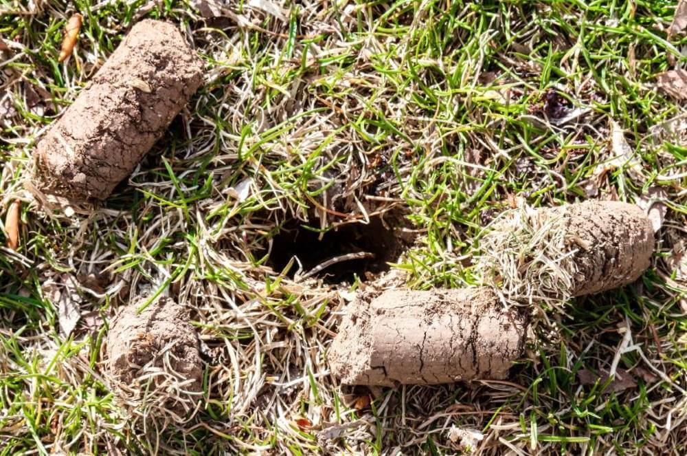 Lawn Aeration Plugs Cose Up