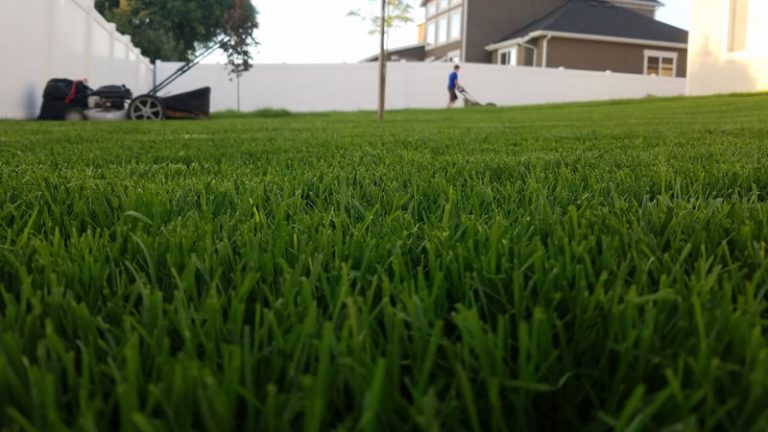 Give Your Lawn a Good Spring Cleanup