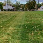 Leaf Removal and Clean Up
