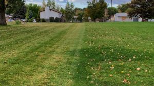 Leaf Removal and Clean Up