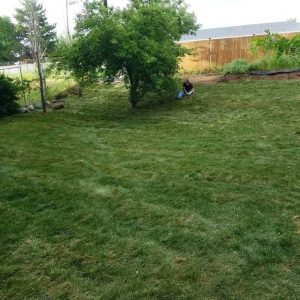 Sod After Installation