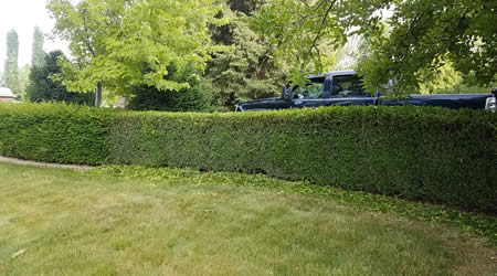 Tree, Hedge, and Shrub Pruning Clearfield Utah.