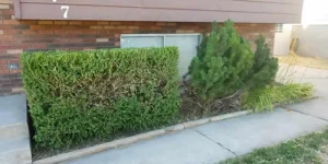 Hedge trimming services in Clearfield, Utah